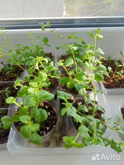 Растения для дома и сада