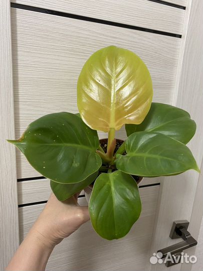 Филодендрон