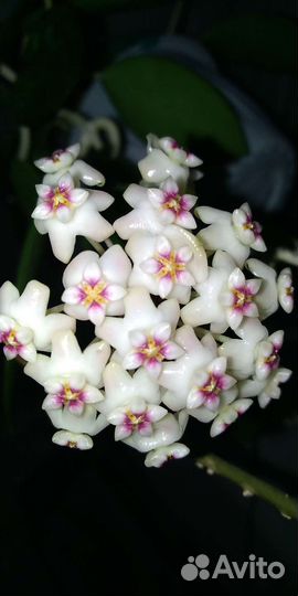 Хойи разные