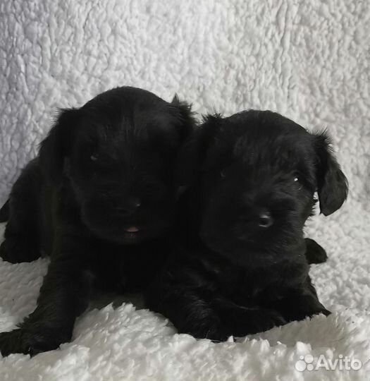 Цвергшнауцер