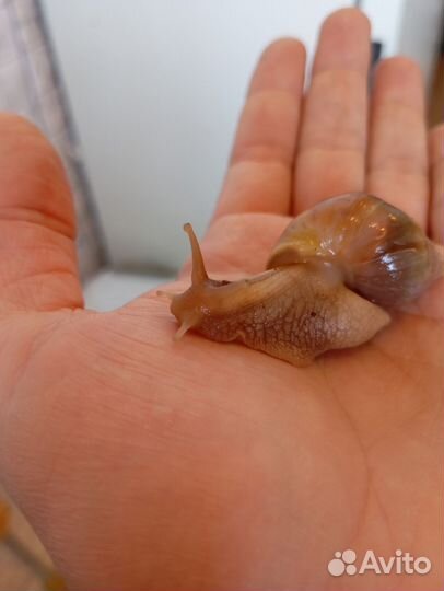 Улитки ахатины бесплатно
