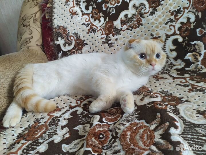 Котик в добрые руки