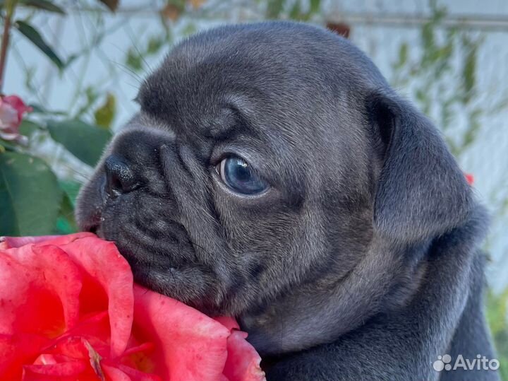 Французский бульдог голубой