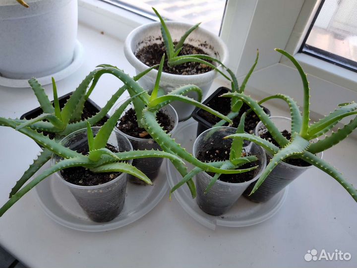 Алоэ древовидное, столетник