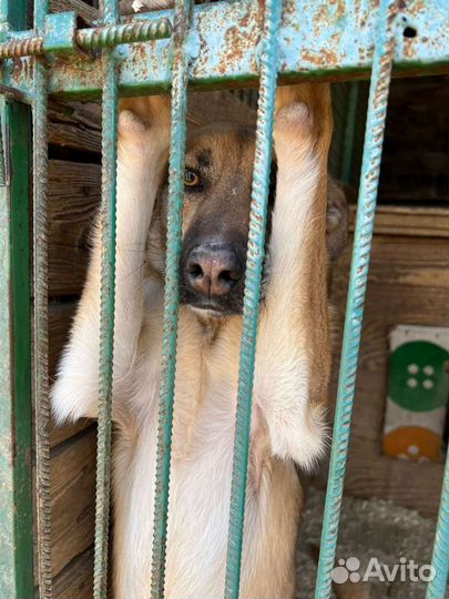 Никому не нужен без породы