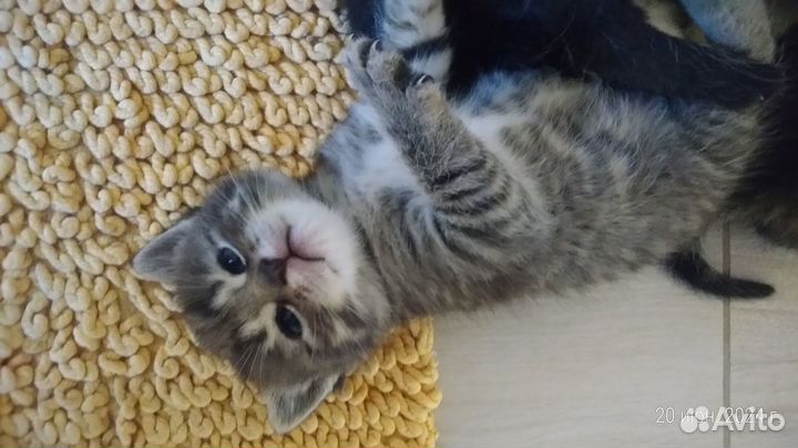 Котята ищут дом