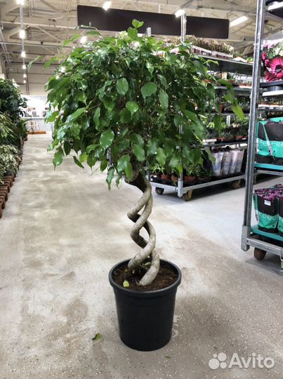 Фикус бенджамина экзотика двойная спираль