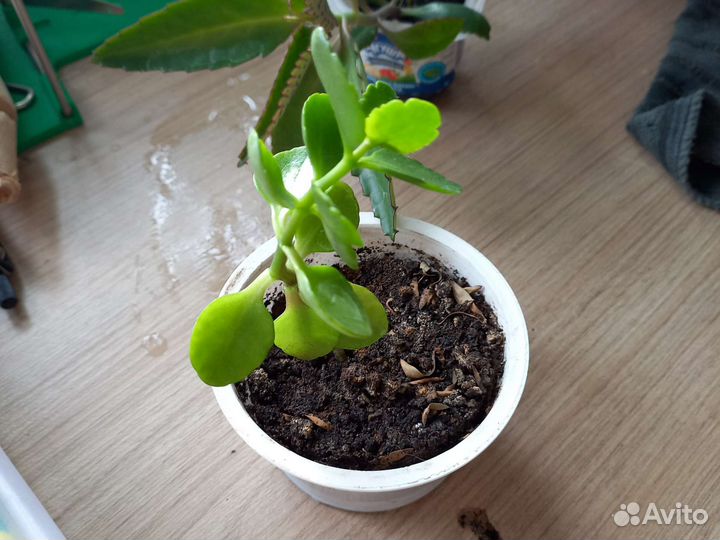 Желтый каланхоэ