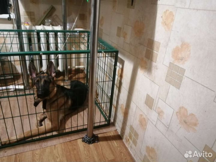 Немецкая овчарка