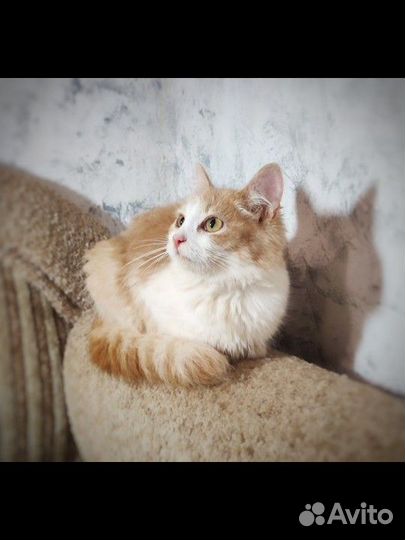 Кошка 11 мес. в добрые руки