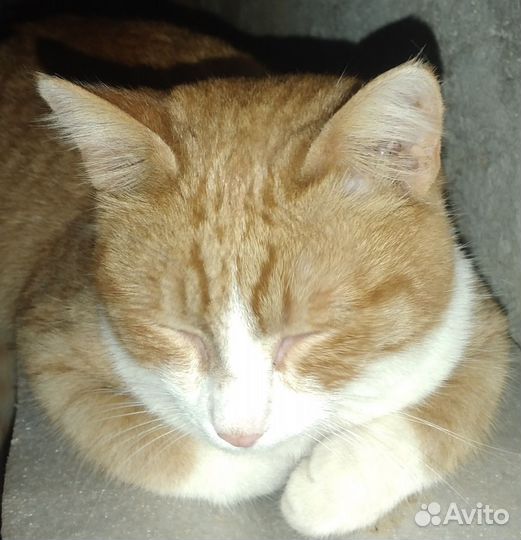 Молодой котик