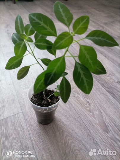 Ruellia Portellae