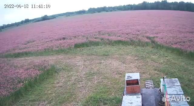 Продам семена эспарцета