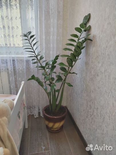 Замиокулькас