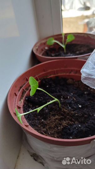 Мальва Nigra (многолетик)