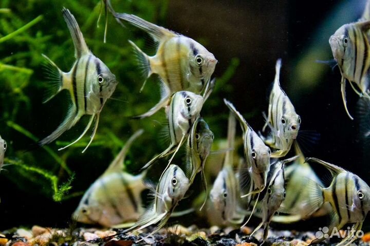 Аквариумные рыбки и растения