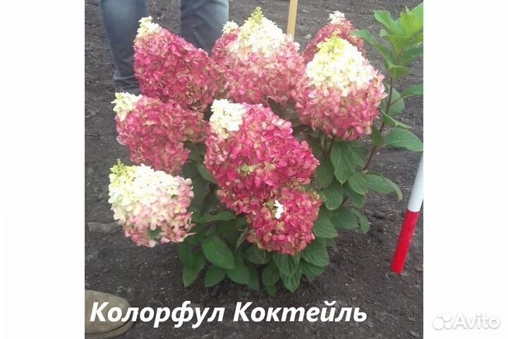 Метельчатые гортензии Бокино