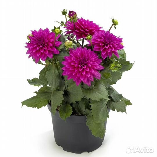 Георгины вегетативные