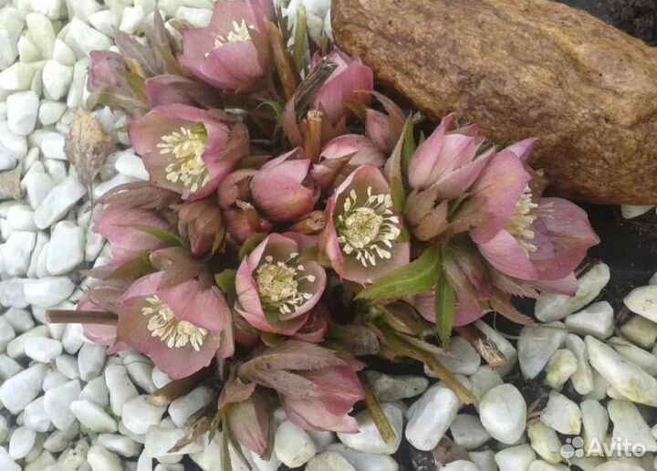 Морозник и другие многолетние растения