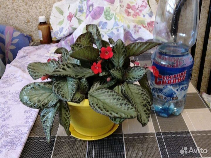 Растение домашнее