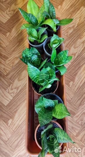 Сансевиерия