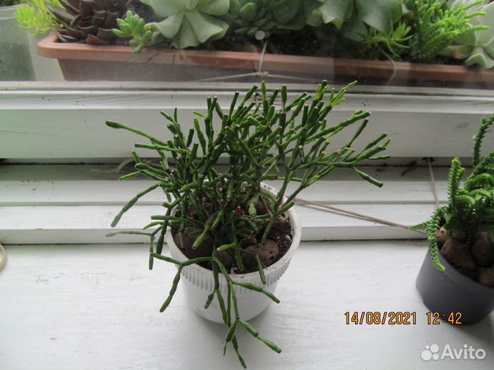 Комнатные растения