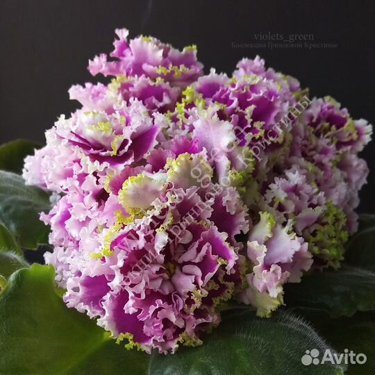 Фиалки сортовые селекции Фиалковода