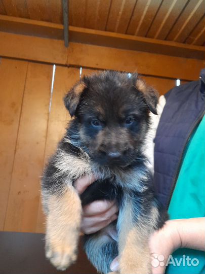 Щенки немецкой овчарки