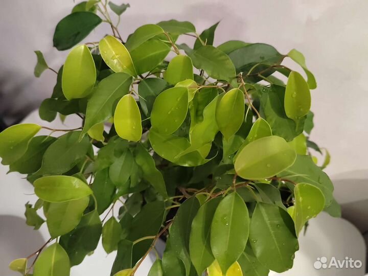 Фикус бенджамина