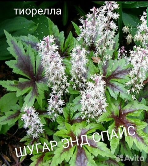 Саженцы гейхерелл