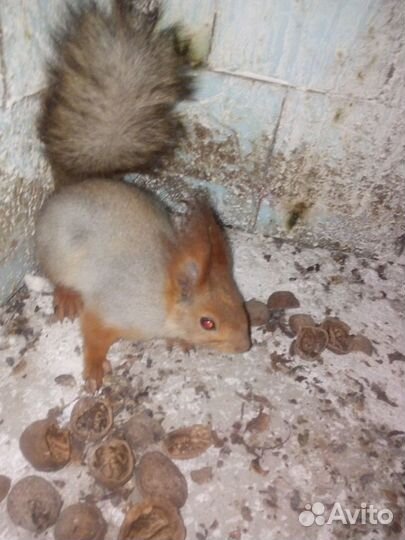 Белки и бельчата