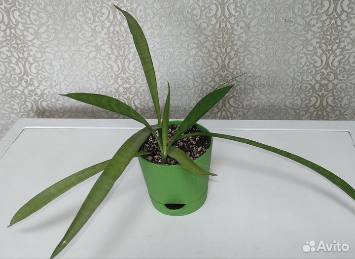 Сансевиерия сортовая