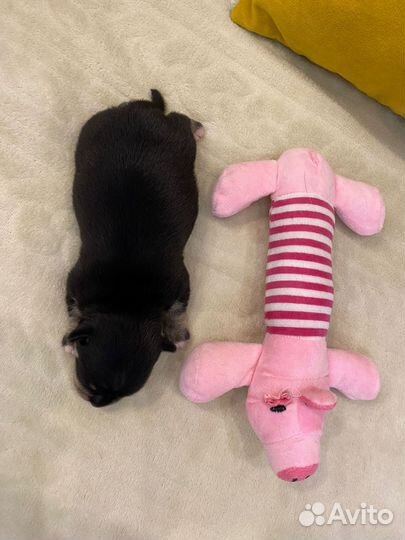 Щенок чихуахуа