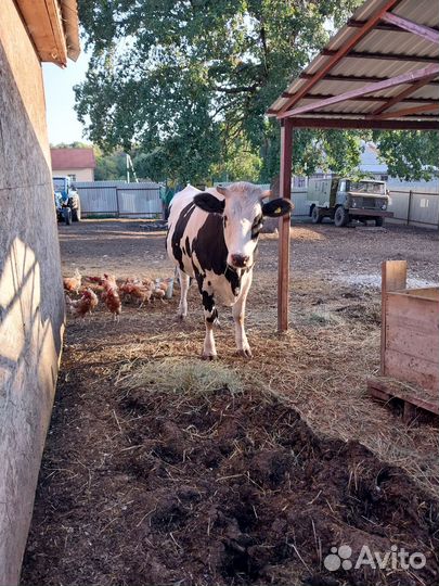 Коровы телки