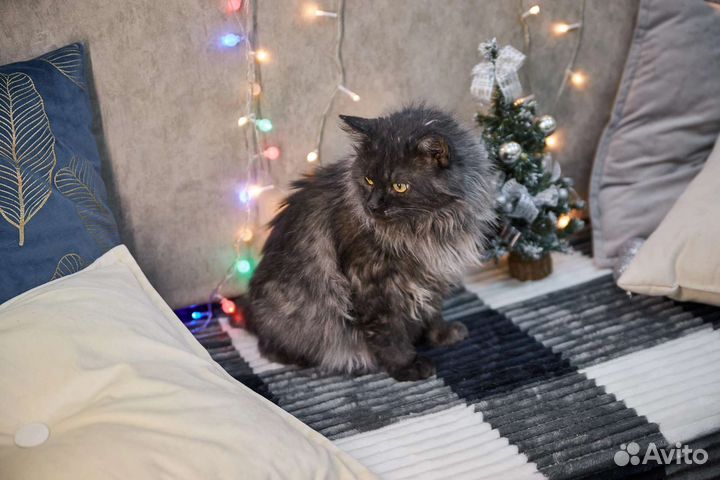 Взрослый кот Буба ищет дом