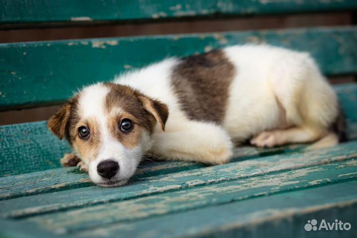 Щенок вас дар