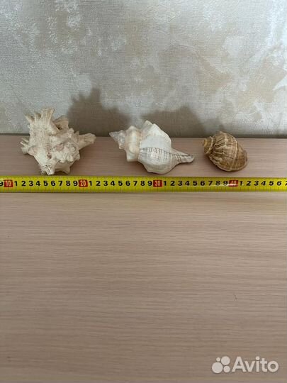 Морские ракушки раковины