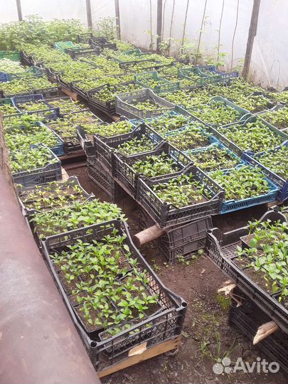 Рассада помидор и перцев