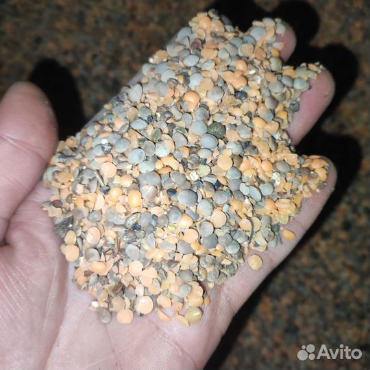 Отходы чечевицы