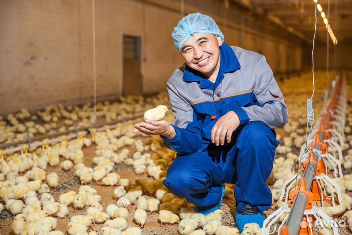 Обработчик мяса птицы/ Вахта в Шахты