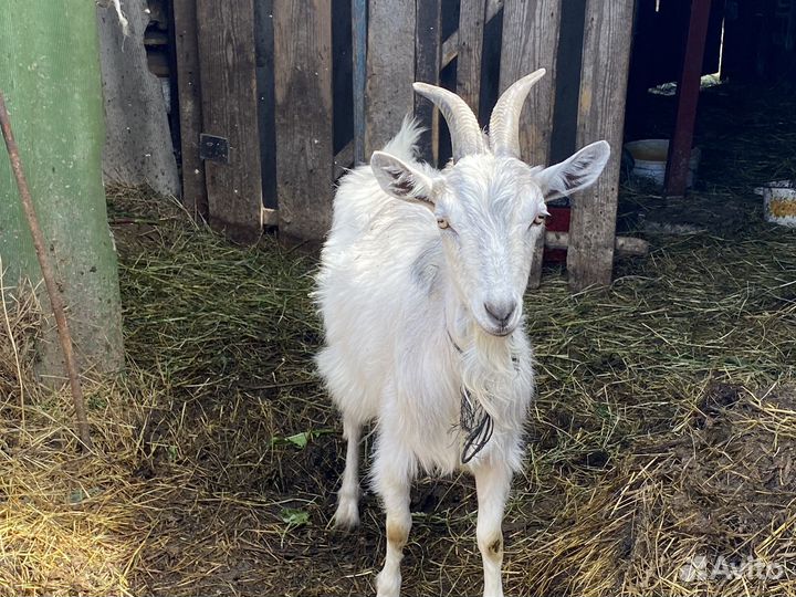 Козы дойные