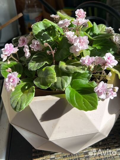 Сортовые фиалки ампельные