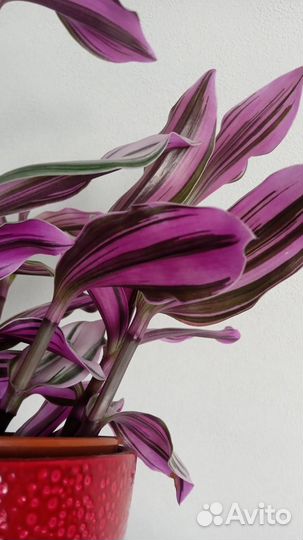 Традесканция Нанук