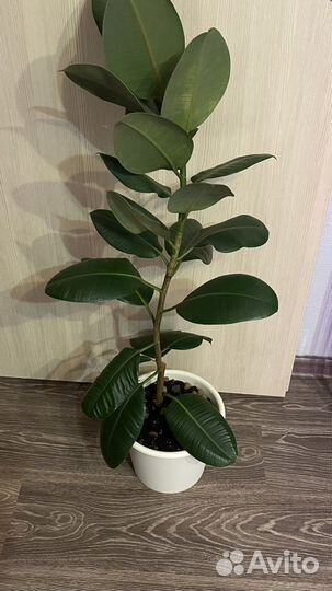 Фикус каучуконосный большой