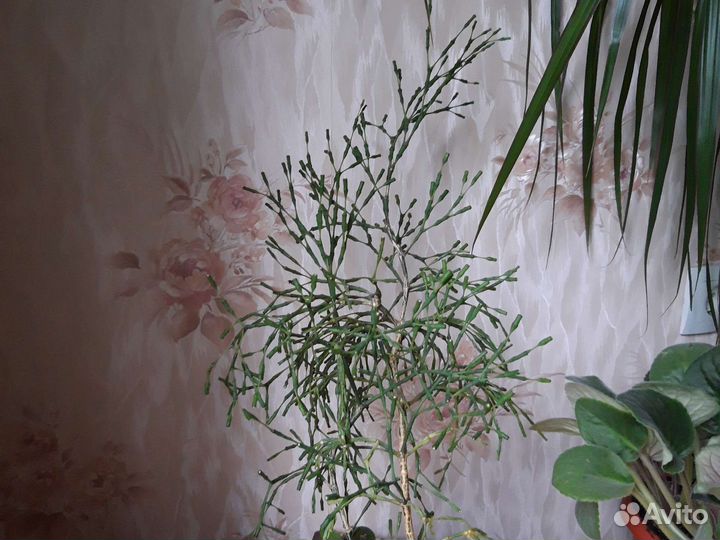 Хатиора