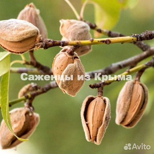 Саженцы Миндаля Бумажный