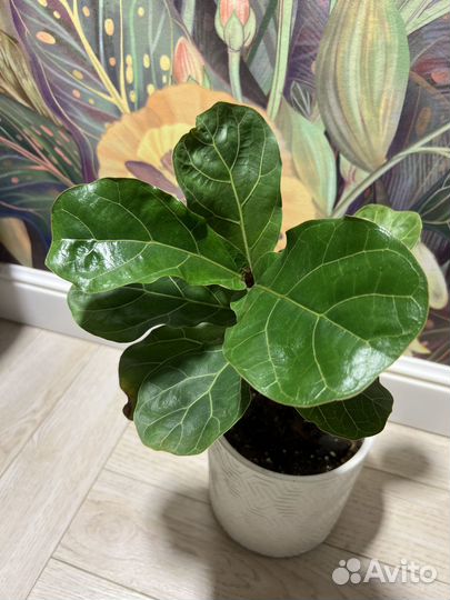 Фикус лирата бамбино