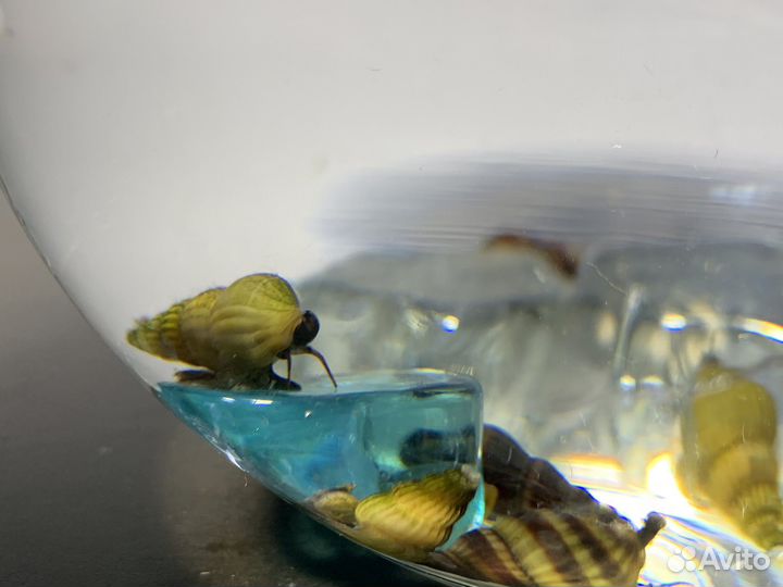 Улитка хелена