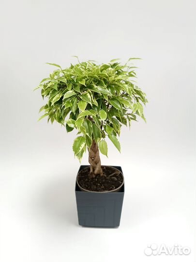 Фикус Бенджамина Экзотика