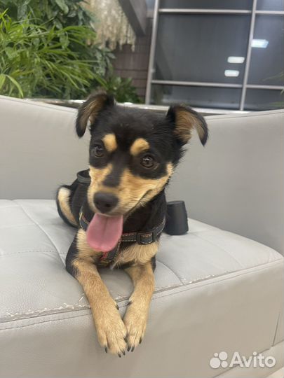 Той-терьер метис